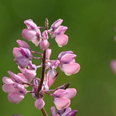 Övre Fjället – Västra&nbsp;Grandalen