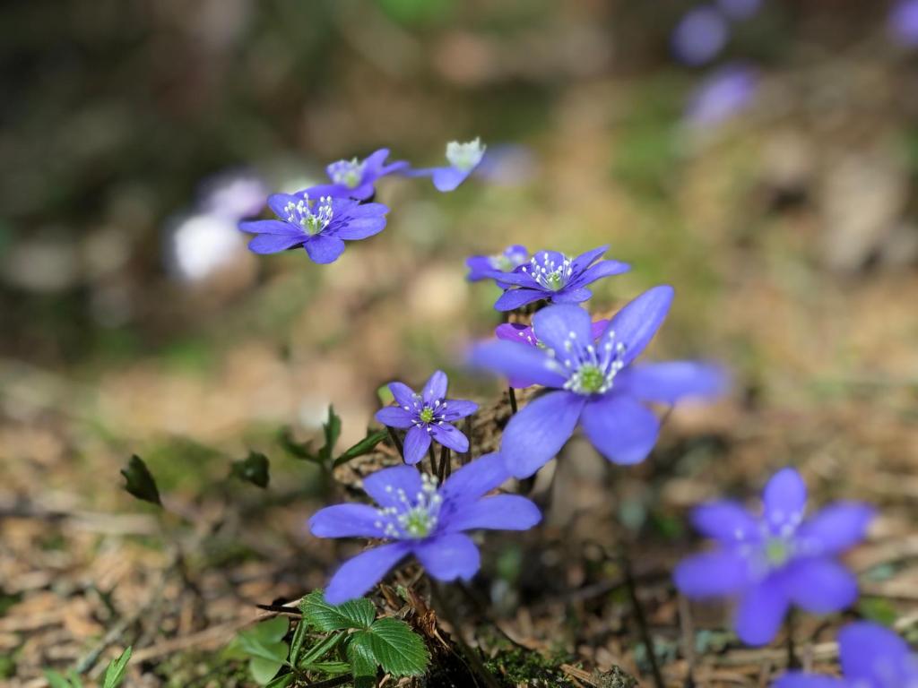 Nedre Fjället/Östra Grandalen